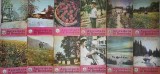 REVISTA APICULTURA IN ROMANIA 1988 (NR.1-12 - COMPLETA)-COLECTIV-253732