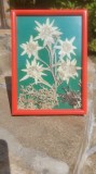 Tablou cu flori de colt si licheni, naturale, presate