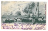 4449 - ETHNIC, Cioban SHEPHERD, Romania, Litho - old postcard - used - 1901, Circulata, Printata