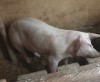 Porc de vanzare crescut 100% natural