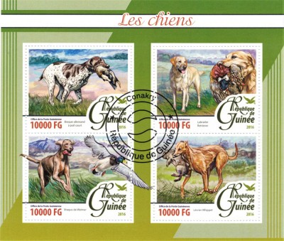 GUINEEA 2016 - Fauna, Caini/ colita noua foto