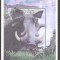 CONGO 2000 FAUNA AFRICANA ( colita dantelata ) MNH