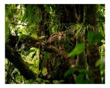 Tablou Canvas, "Leopard sălbatic &icirc;n junglă tropicală", Copac, Leopard, Verdeață, Pădure, Natură, Camuflaj, Dungi, Mistic, Trunchi, Frunziș., 39 x 26 c