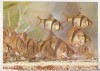 Bnk cp Constanta - Acvariu - Puntius Tetrazona - Pesti - necirculata, Printata