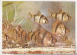 Bnk cp Constanta - Acvariu - Puntius Tetrazona - Pesti - necirculata, Printata