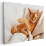 Tablou pisica portocalie cu ochi verzi Tablou canvas pe panza CU RAMA 80x120 cm