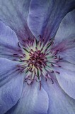 Tablou Canvas, "Petalele delicate ale florii albastre", Floare, Petale, Violet, Textură, Detaliu, Natural, Frumusețe, Pastel, Centrul, Grădină, Artă,