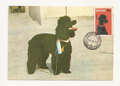 CA9 -Carte Postala-Asociatia chinologilor din R.S.R. Caniche ,circulata 1985 foto