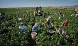 Agricultura personal aus