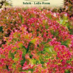 SALATA LOLLO ROSSA, 1.5g