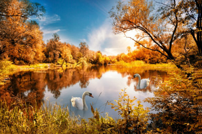 Fototapet de perete autoadeziv si lavabil Natura169 Toamna aramie cu lebede pe lac, 350 x 200 cm foto