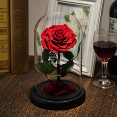 Trandafir Criogenat Bonita rosu &amp;Oslash;9,5cm in cupola 17x28cm foto