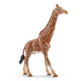 Figurina - Wild Life - Girafa, Mascul | Schleich