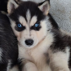 Husky siberian