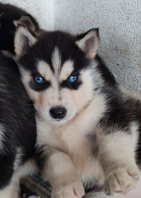 Husky siberian foto