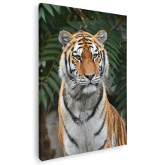 Tablou tigru siberian Tablou canvas pe panza CU RAMA 70x100 cm