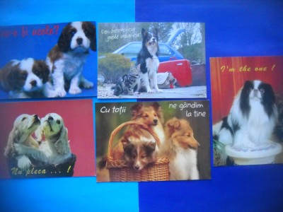 HOPCT LOT NR 1077 CAINI -5 CARTI POSTALE-NECIRCULATE foto