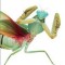 A World of Insects: The Harvard University Press Reader
