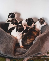 Pui boston terrier foto