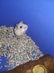 Hamster foto