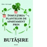 Inmultirea plantelor de apartament prin butasire - Celine - I do it myself