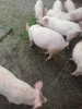 Vand porci de carne crescuti natural