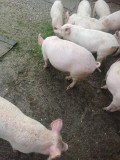Vand porci de carne crescuti natural