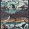 Sierra Leone - PASARI ACVATICE - MNH