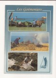 FR1 -Carte Postala - FRANTA- Les Goemoniers (Pigoulliers), necirculata, Fotografie