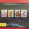 2024 - CRIZANTEME