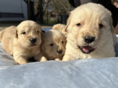 Golden Retriever foto