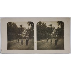 BISKRA , ALGERIA , PARCUL CU PALMIERI , FOTOGRAFIE STEREOSCOPICA , INCEPUTUL, SEC. XX