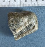 Fosila marina pietrificata (5)