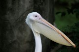 Tablou Canvas, "Pelican vis&acirc;nd &icirc;n pădure verde", Pelican, Plisc, Alb, Penaj, Natură, 39 x 26 cm, CMCLASS
