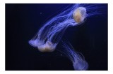 Tablou Canvas, "Dansul grațios al meduzelor fosforescente", Mister, Eleganță, Grație, Lumină, Fluiditate, Dans, Ocean, Delicat, Fascinație, Plutire, 3