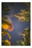 Tablou Canvas, "Frunzele tropicale sub cer &icirc;nstelat", Stele, Palme, Cer, Noapte, Nori, Lumină, Contrast., 26 x 39 cm, CMCLASS