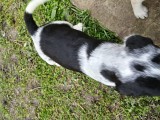 6 catei English Setter