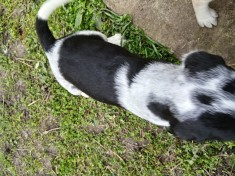 6 catei English Setter