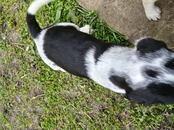 6 catei English Setter