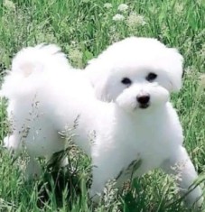 Bichon maltez pentru imperecherea foto