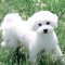 Bichon maltez pentru imperecherea