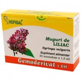 Gemoderivat Muguri Liliac Hofigal 30mdz