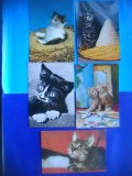 HOPCT LOT NR 1050 PISICI --5 CARTI POSTALE-CIRCULATE, Circulata, Printata