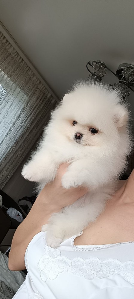 Spitz Pomeranian rasa pură 100% | Okazii.ro