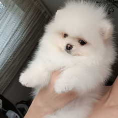 Spitz Pomeranian rasa pură 100%