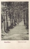 Baia-Mare. Vedere din Livada (necirculata, 1925)