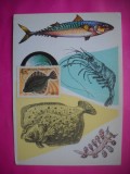 HOPCT 10499 FAUNA MARINA -RUSIA ---NECIRCULATA,