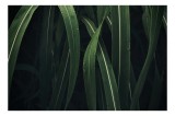 Tablou Canvas, "Verde proaspăt &icirc;n dansul naturii", Frunze, Verde, Umezeală, &Icirc;ntunecat, Natură, Textură, Vegetație, 39 x 26 cm, CMCLASS