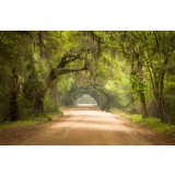 Fototapet Green Path