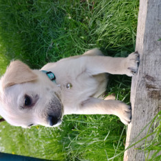 Pui labrador retriever